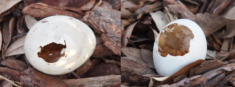 [Two images, each containing one egg with part of the shell missing, combined into one picture. The egg on the left has a smaller opening and a small piece of shell sits on what appears to be squishy thick liquid inside. The egg on the right has a larger opening and there are segmented sections of yellow stuck to the back of the eggshell.]
